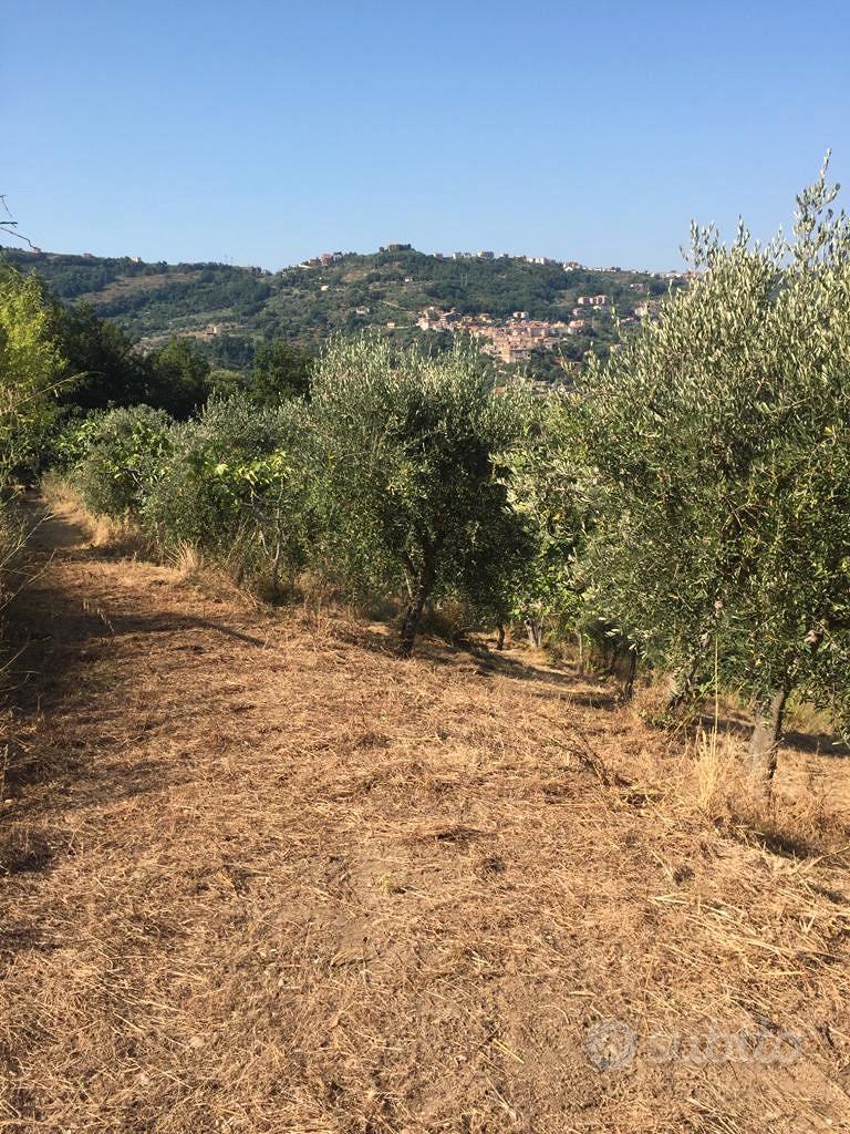 Terreno Ogliastro Cilento - Altro