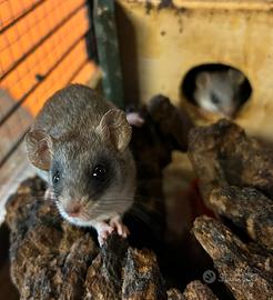Cuccioli di thallomys paedulcus
