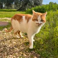 Gatto bianco rosso in adozione