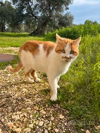 Gatto bianco rosso in adozione
