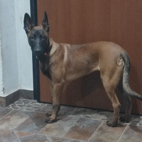 Pastore belga malinois