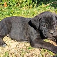 Cuccioli di cane corso