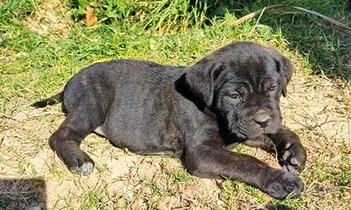 Cuccioli di cane corso