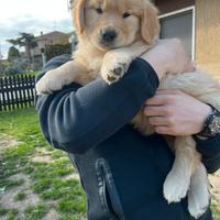 Golden Retriever (