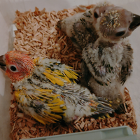 Conuro del sole e jandaya