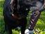 Immagine 4
