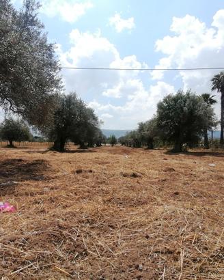 Terreno "CS" in c.da Billona - Comiso Rif. T293