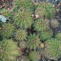 Piantine di Echinopsis Oxygona