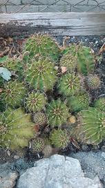 Piantine di Echinopsis Oxygona