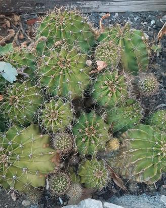Piantine di Echinopsis Oxygona