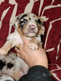 Pastore australiano con pedigree enci