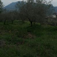 Terreno agricolo con uliveto