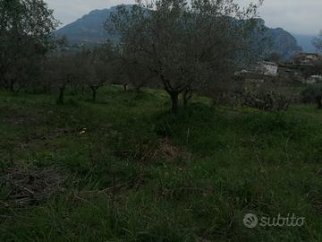 Terreno agricolo con uliveto