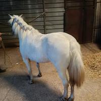 Pony Femmina bravissima