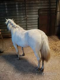 Pony Femmina bravissima