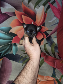 Chihuahua mini toy da Borsetta