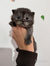 Cucciolo shorthair brithish