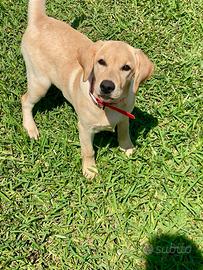 Labrador pedigree