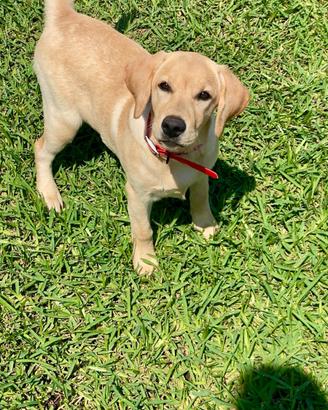 Labrador pedigree