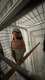 Parrocchetto dai mustacchi