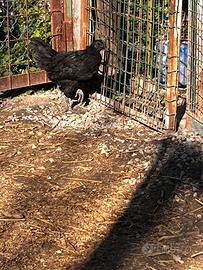 Galletti cemani 3 mesi