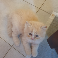 Cuccioli di persiano ipertipici