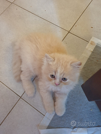 Cuccioli di persiano ipertipici