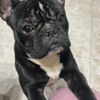 Bulldog francese