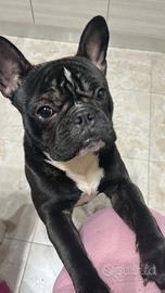 Bulldog francese