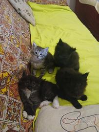 Gatto foreste norvegesi pronta consegna
