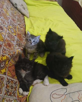 Gatto foreste norvegesi pronta consegna