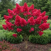 Splendide lagestroemia dynamite rossa!