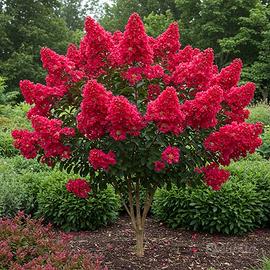 Splendide lagestroemia dynamite rossa!