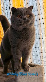 British shorthair rehoming