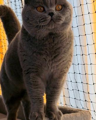 British shorthair rehoming