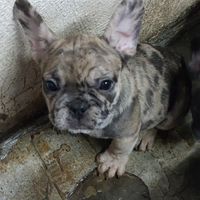 Cucciolo di bulldog francese maschio cioco merli