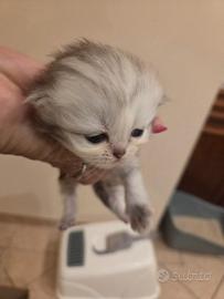 Cucciolo persiano cincilla