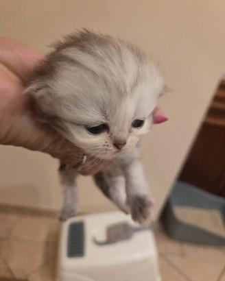 Cucciolo persiano cincilla