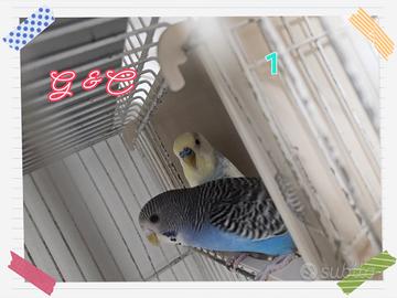 coppia cocorite