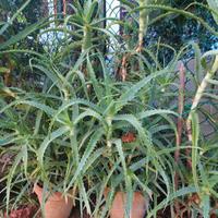 aloe arborescens 