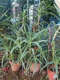 aloe arborescens 