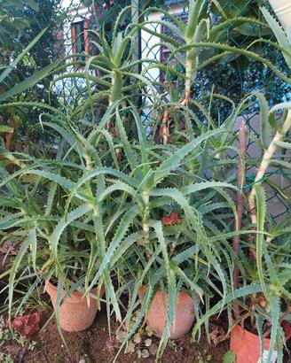 aloe arborescens 