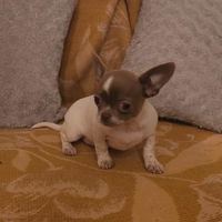 Cedesi chihuahua