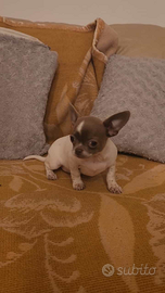 Cedesi chihuahua