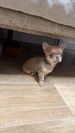 Ascanio Angelo Paceli per monte e/o relazione