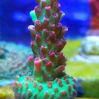 Varie talee shorcake strawberry