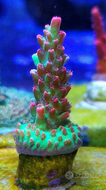 Varie talee shorcake strawberry