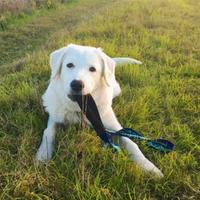 Troviamo un Nuovo padrone per Lucky