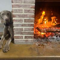 Cucciolone weimaraner