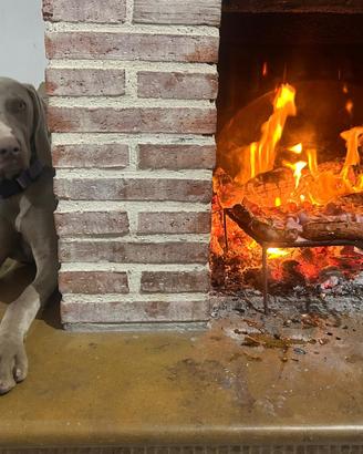 Cucciolone weimaraner